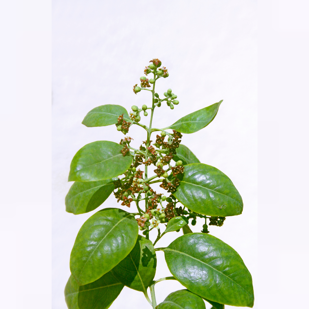 Planta joven de sándalo - Futuro árbol aromático