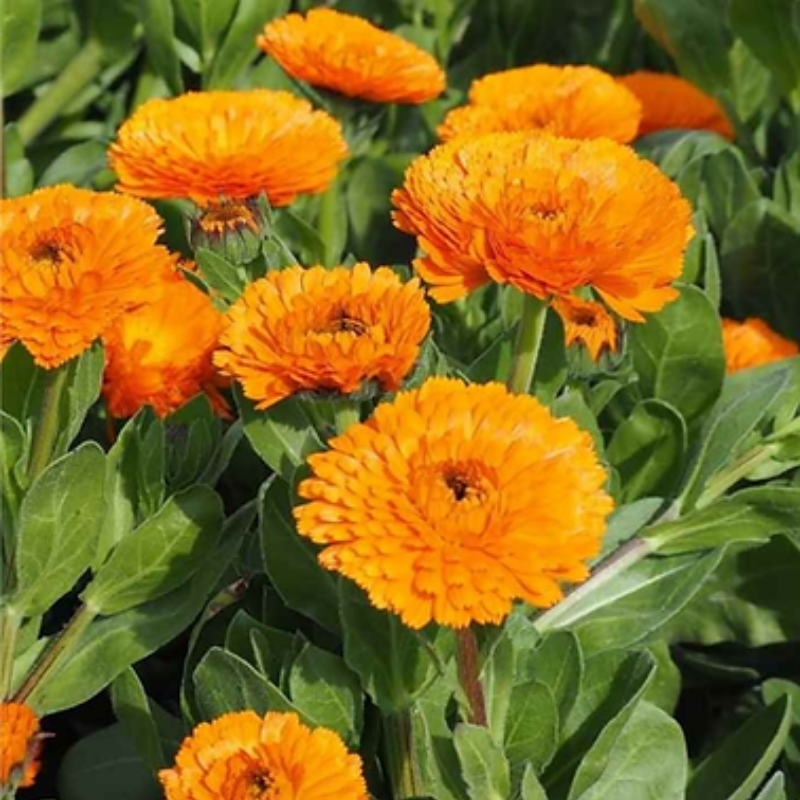 Semillas de caléndula orgánicas listas para plantar