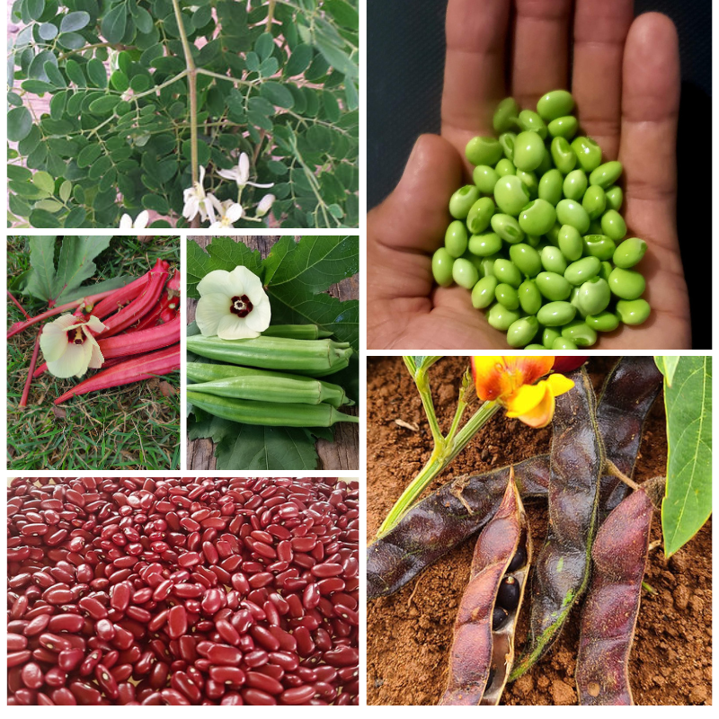 Combo 14 - Semillas Premium de Proteína y Energía + Guía de Cultivo