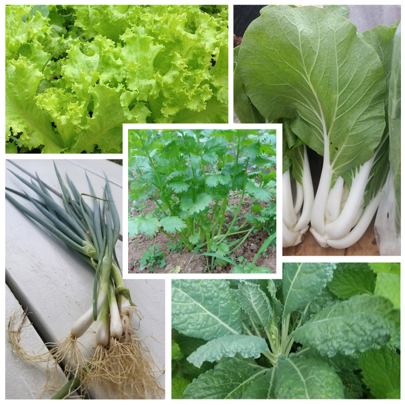 Kit RÁPIDO-70 con semillas de bok choy, cebollín, lechuga, kale y cilantro para cosecha en 70 días