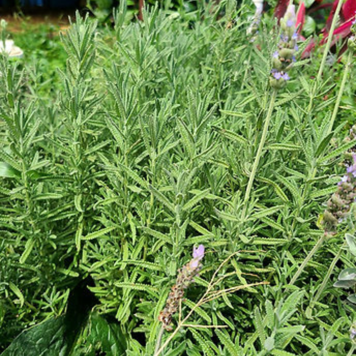 Planta adulta de lavanda dentada - Forma arbustiva y globosa
