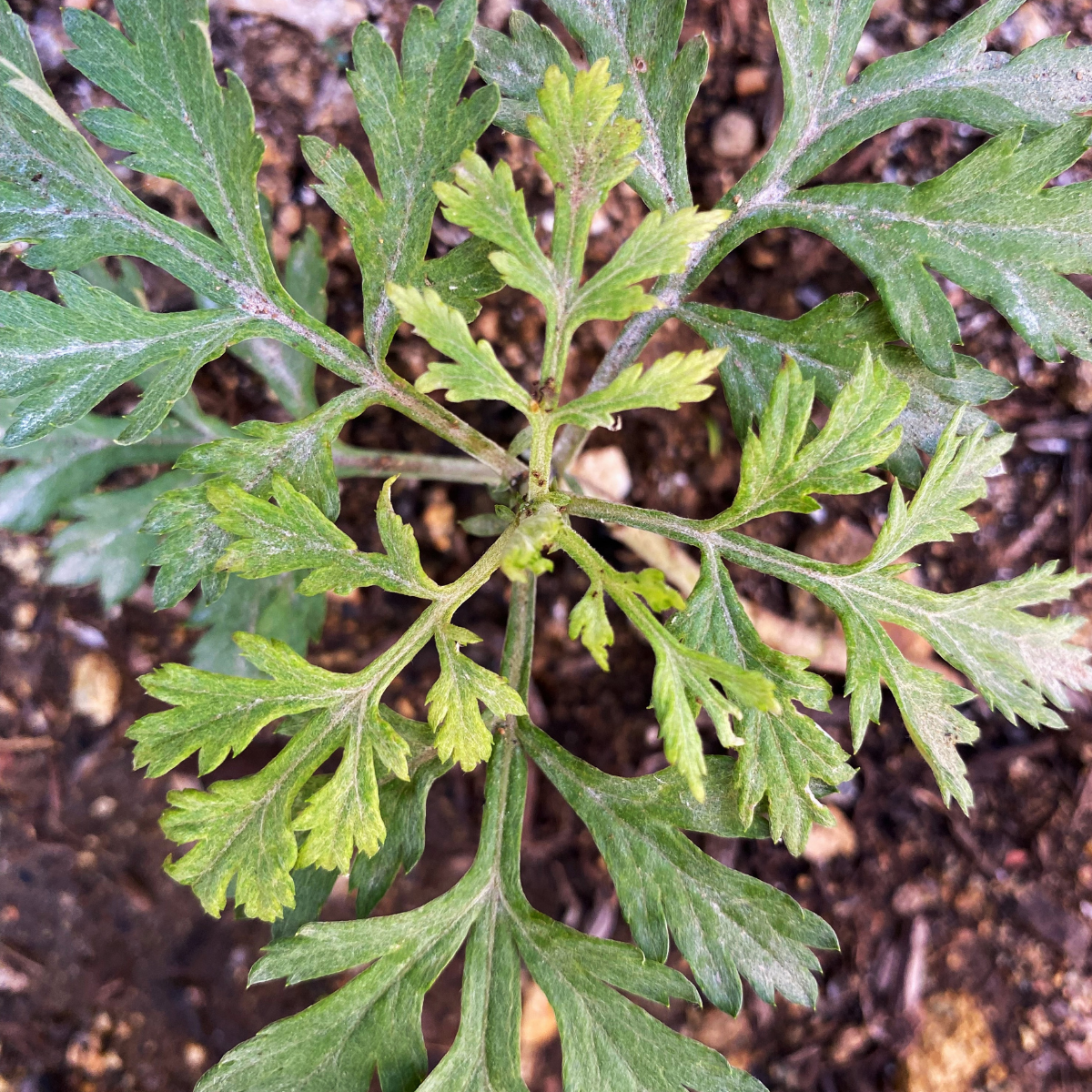 Uso medicinal de artemisa - Beneficios para salud femenina