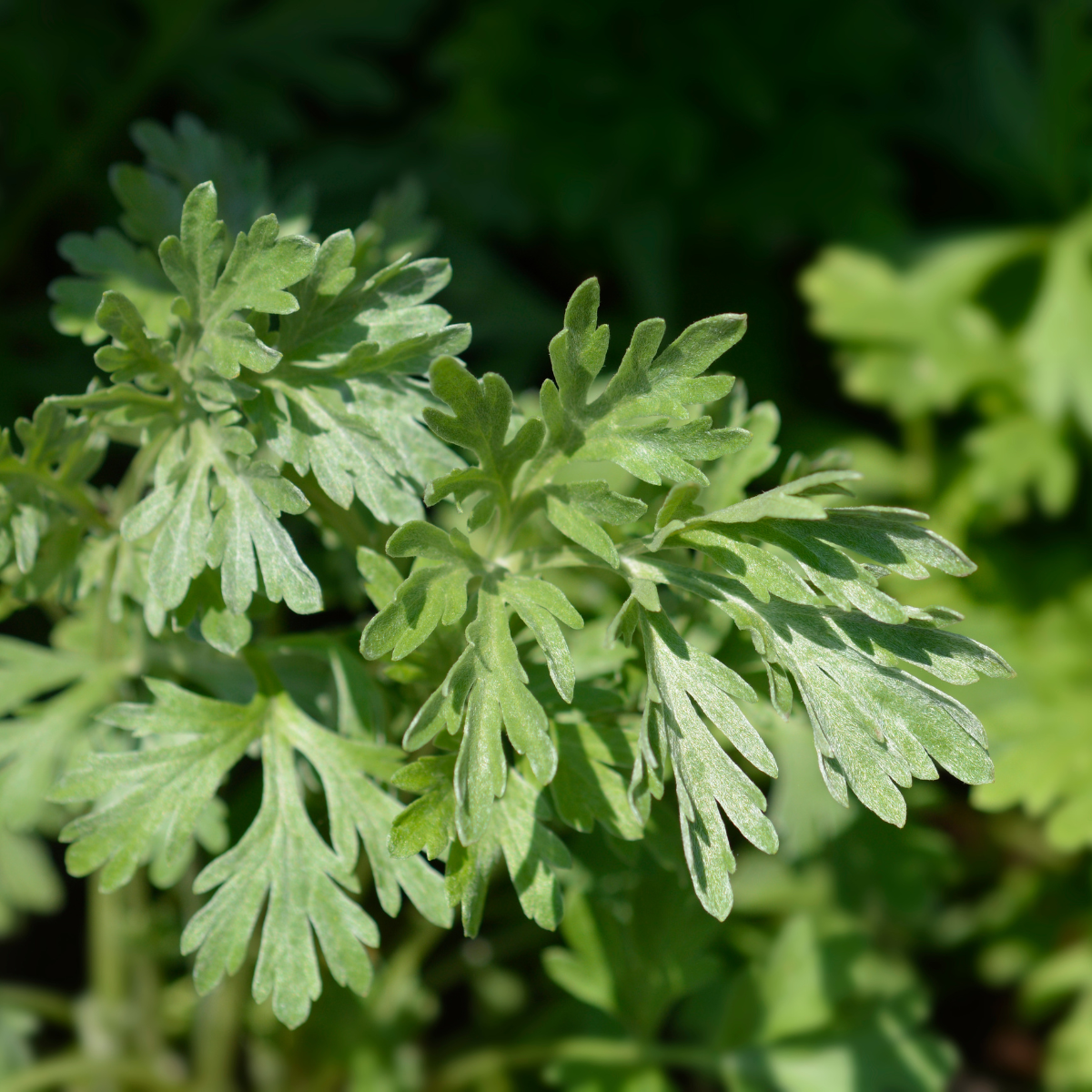 Ajenjo en jardín ornamental - Belleza natural