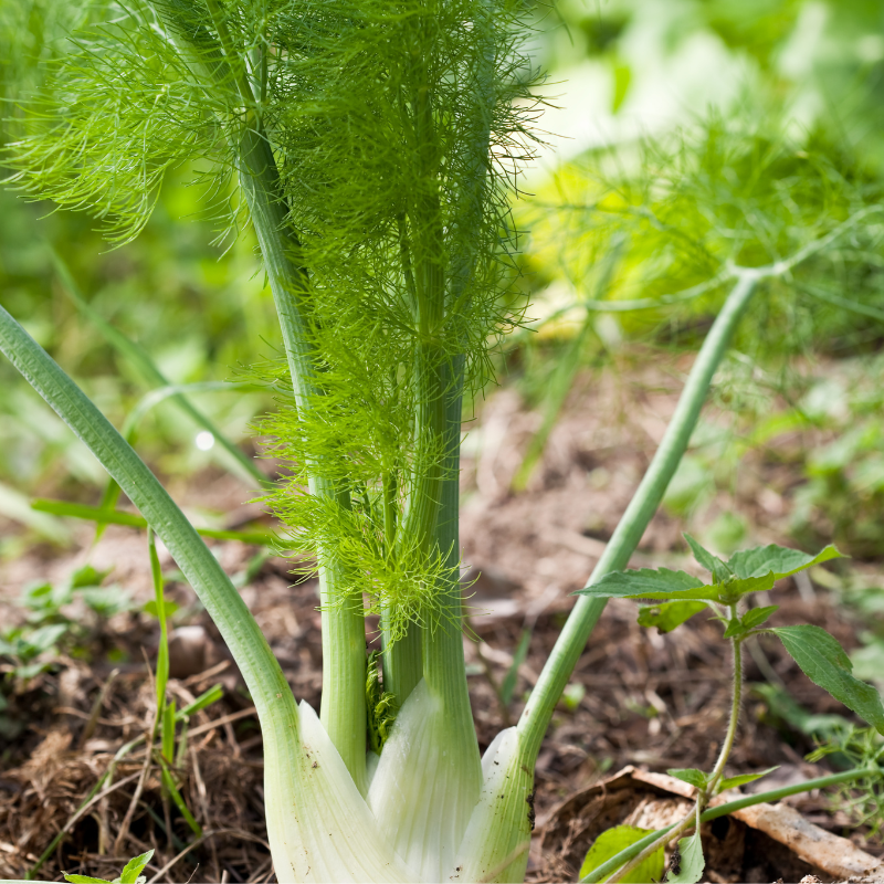 Planta de Hinojo Florencia mostrando su bulbo característico"