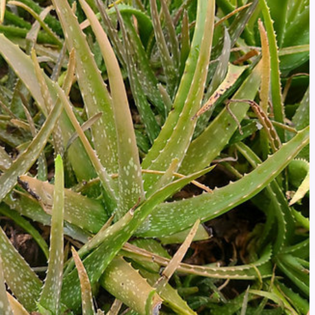 Planta de Sábila - Hojas carnosas con gel curativo