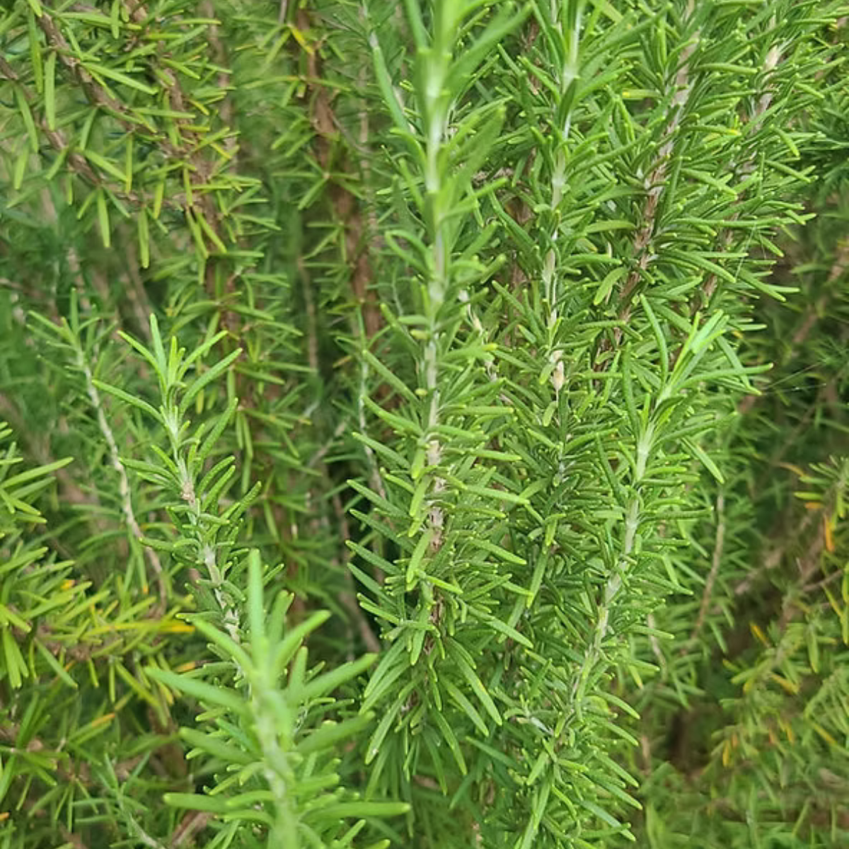 Romero podado en forma de topiario - Arte vegetal