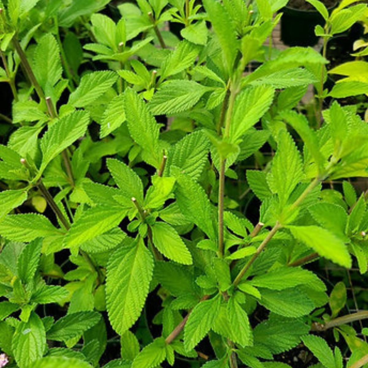 Planta de poleo limón - Especie nativa de Puerto Rico