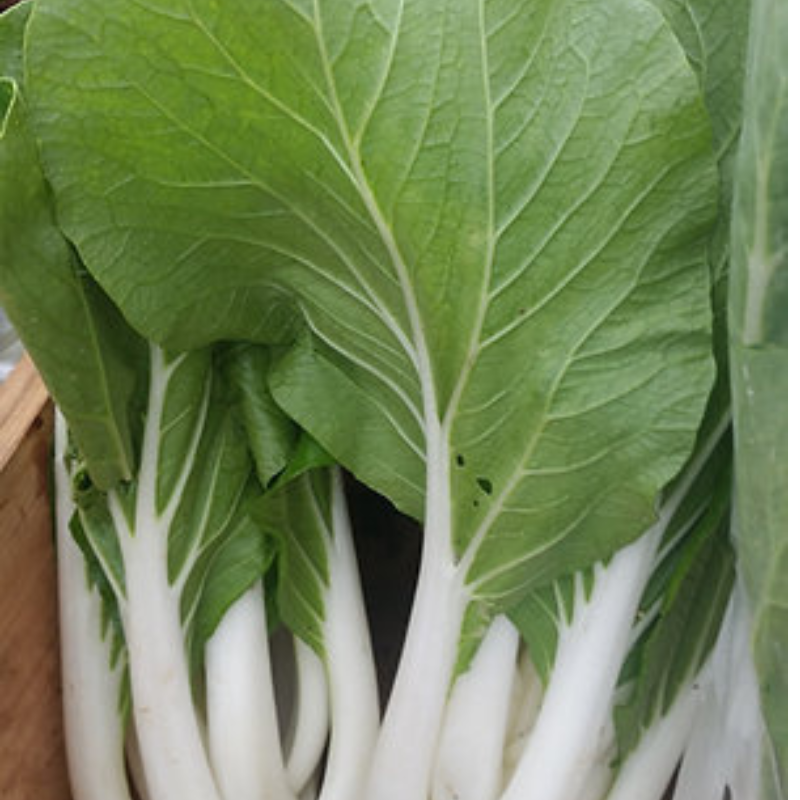 Paquete de Semillas de Bok Choy - 60 semillas para cultivo