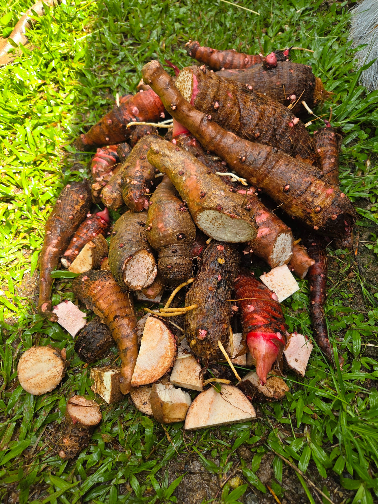 2 Semillas de Yautia Lila