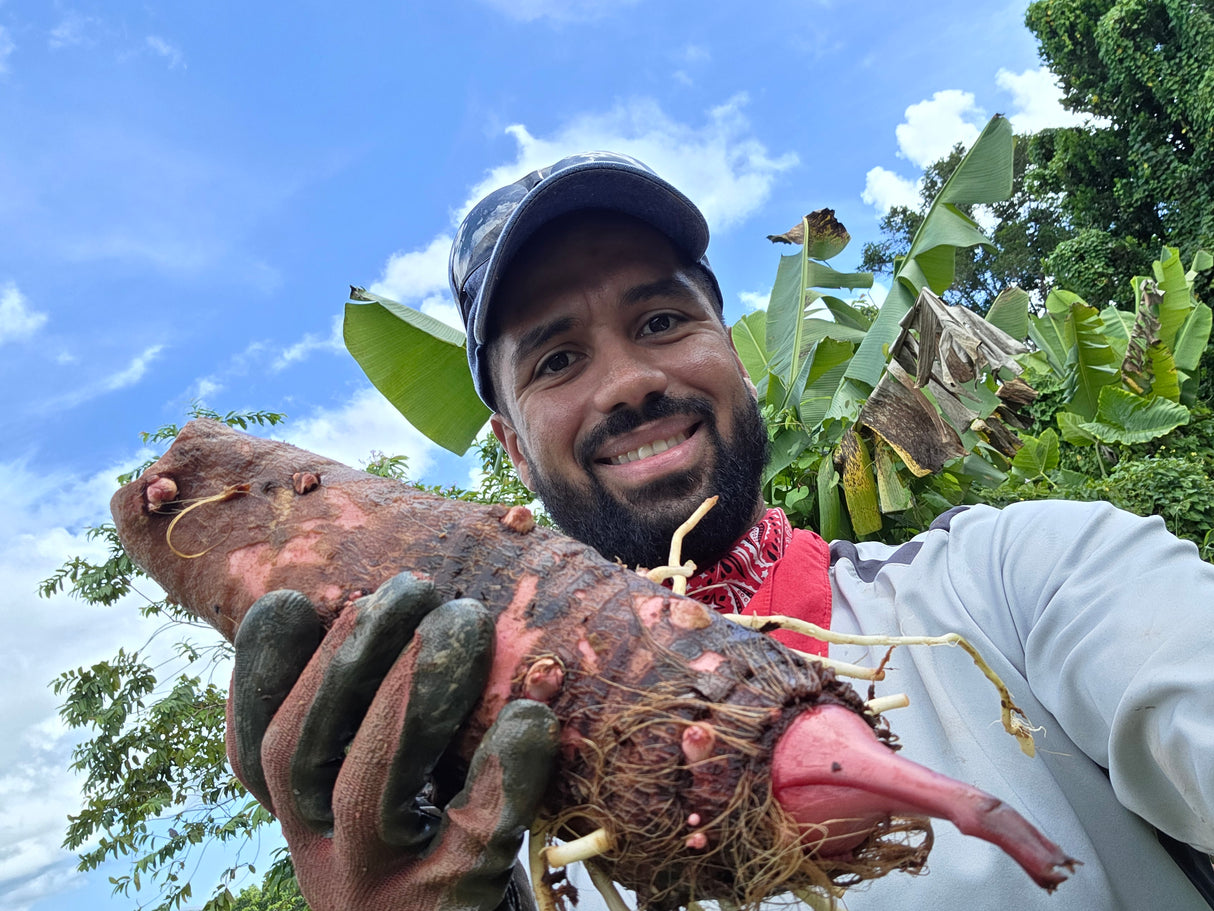 2 Semillas de Yautia Lila