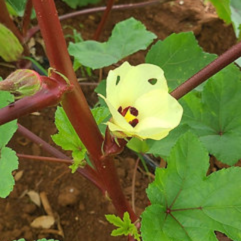 Flores de quimbombó - Atractivas y comestibles