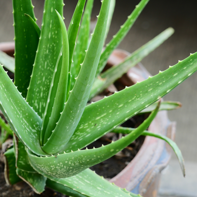 Cultivo de Sábila - Planta resistente y perenne