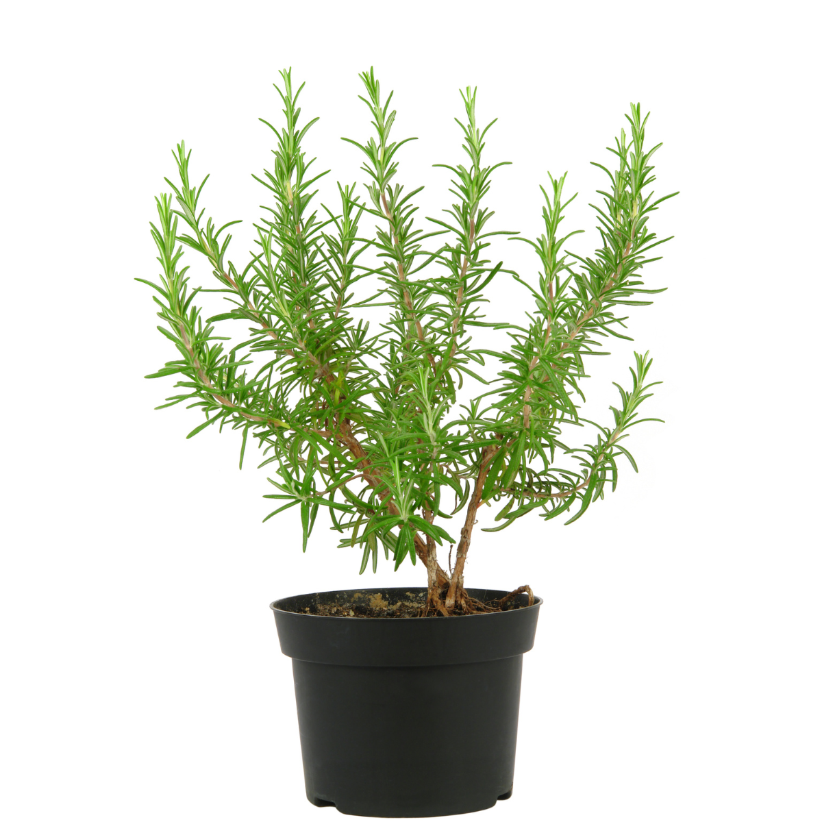 Planta de romero madura - Ideal para topiarios y cocina