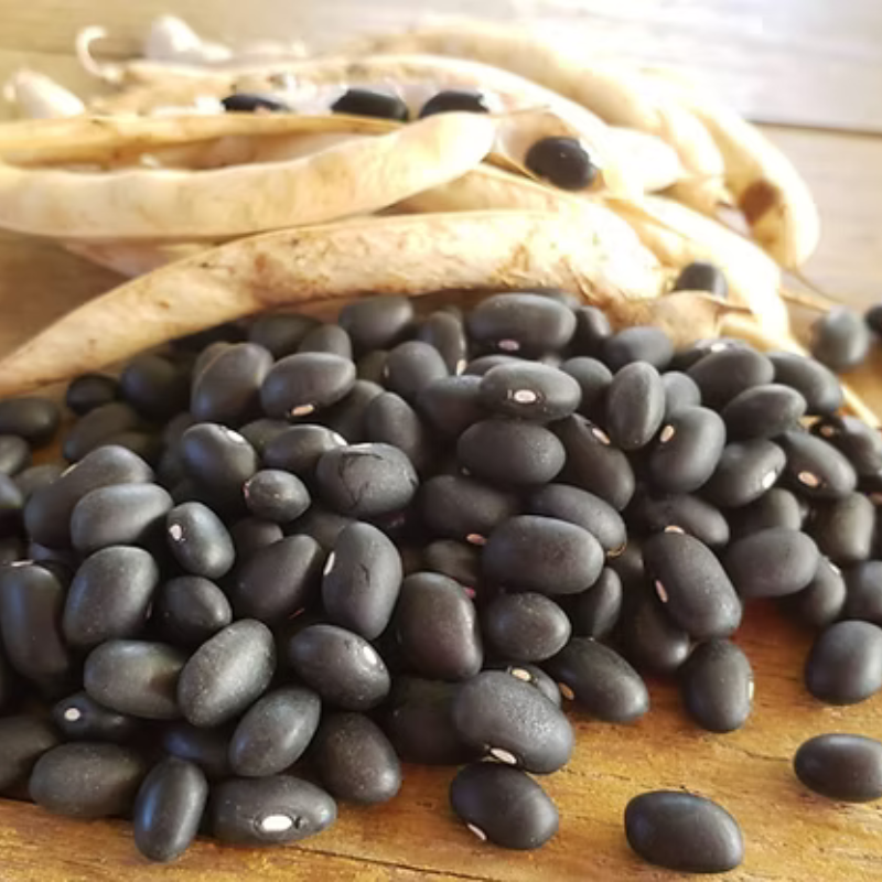 Semillas habichuela negra PR - Variedad tradicional