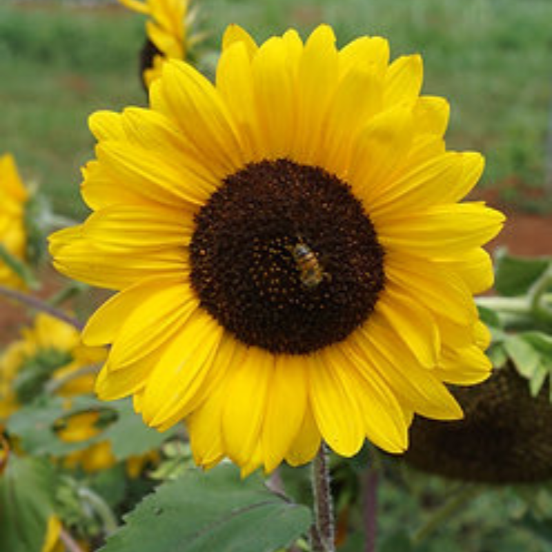 Combo Polinizadores + Autosemillas - Incluye Guía de Cultivo