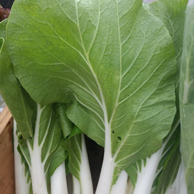 Semillas de emergencia para huerto rápido en clima tropical