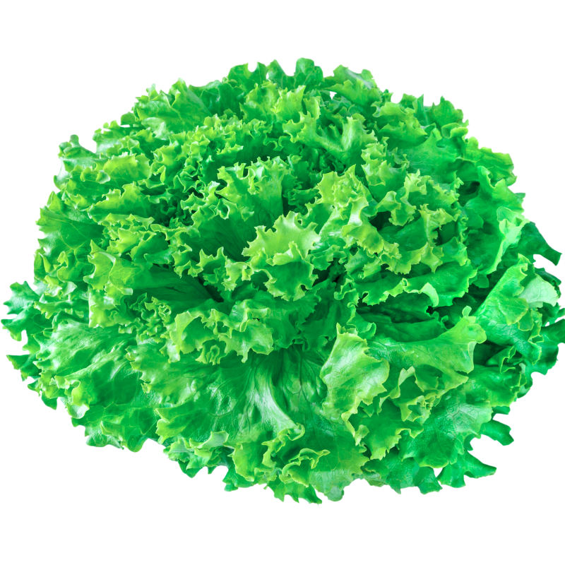Cabeza de lechuga rizada - 8-16 oz de peso