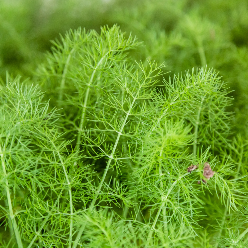 Bulbo de hinojo fresco listo para uso culinario y medicinal