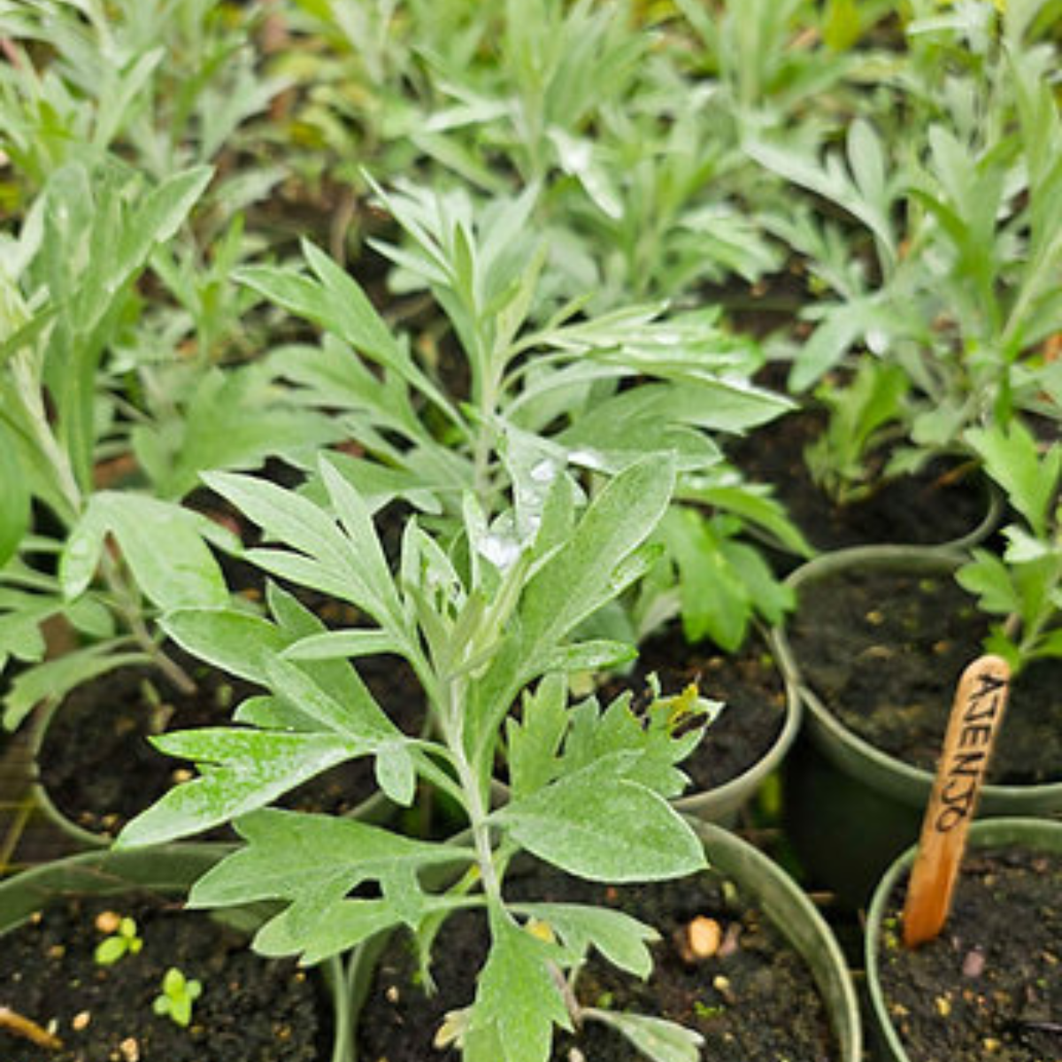 Planta de ajenjo madura - Usos medicinales y espirituales