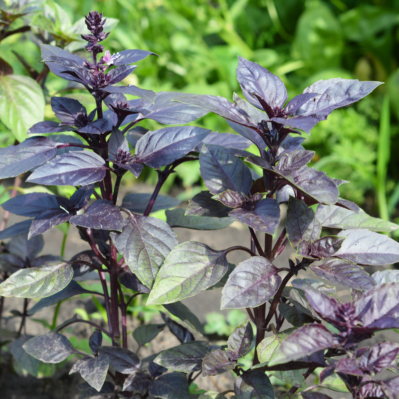 Semilla Albahaca Morada/ Purple Basil "Dark Opal"