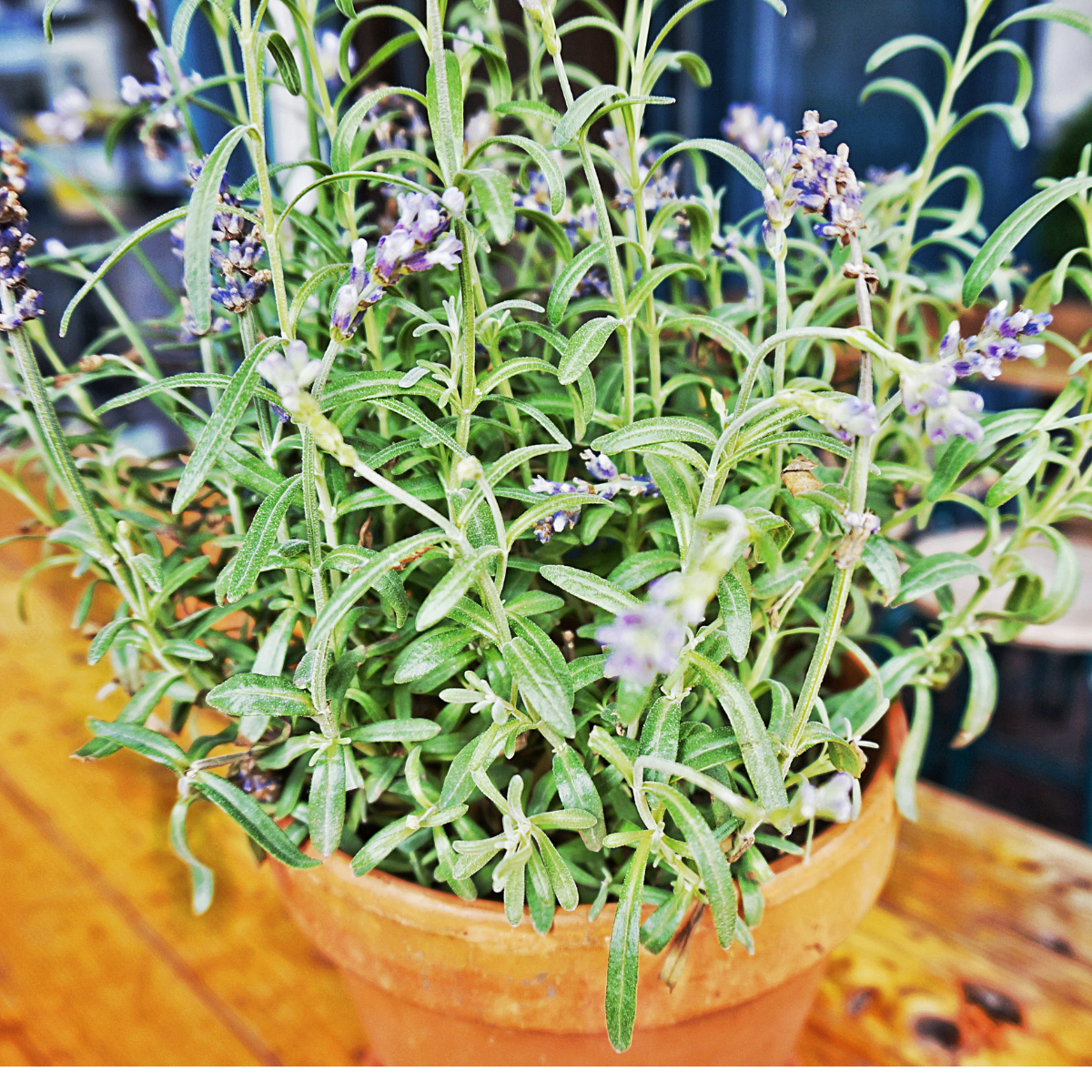 Sistema de raíces de lavanda - Adaptación a suelos secos