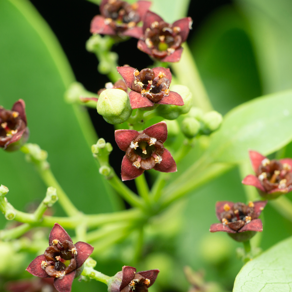 Aceite esencial de sándalo - Uso en aromaterapia