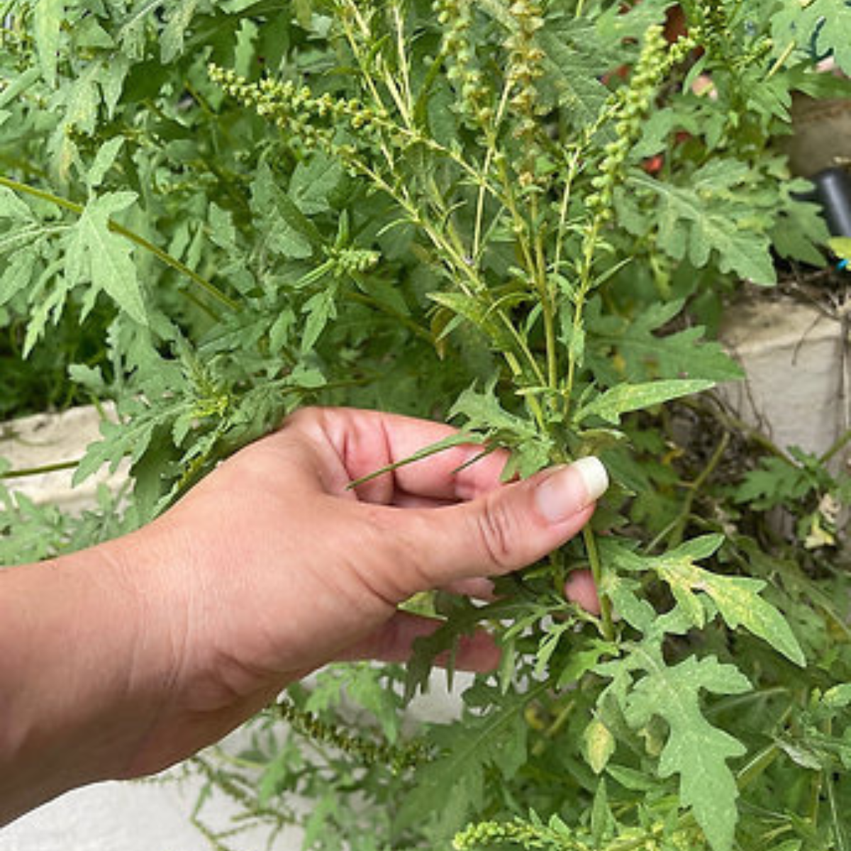 Planta de artemisa madura - Tallo rojizo y hojas bicolores