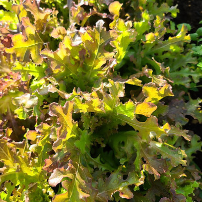 Cabeza de Lechuga Roja madura de 225-450g lista para cosecha