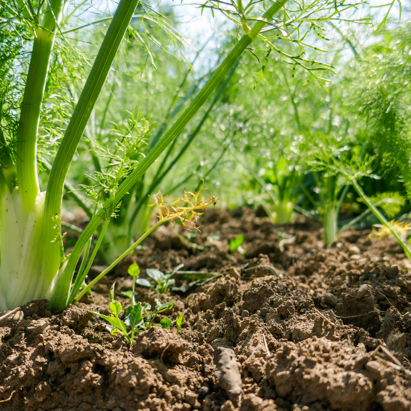 Hinojo Florencia en crecimiento con follaje plumoso