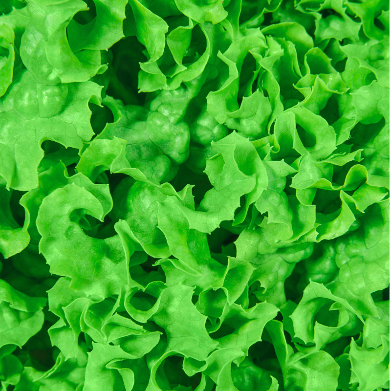 Cosecha de lechuga - Hojas individuales o cabeza completa