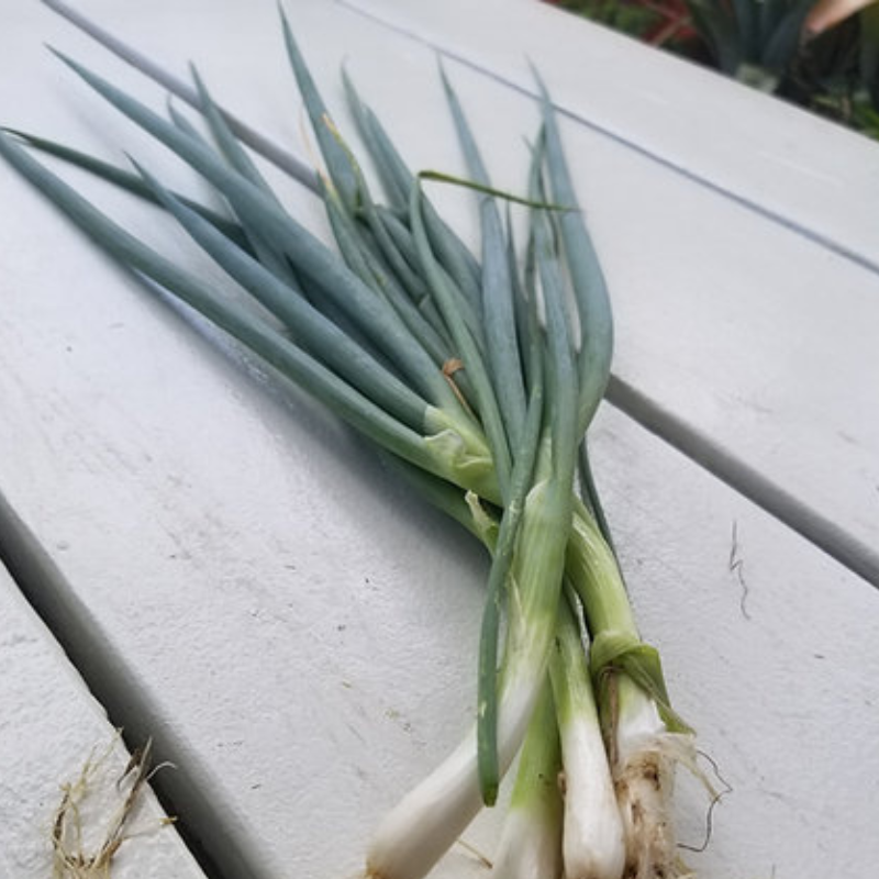 Cultivos de supervivencia para Puerto Rico: cebollín, kale y lechuga