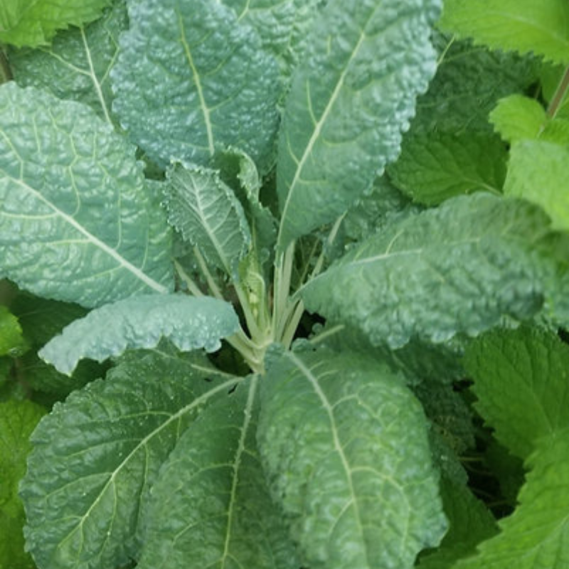 Kit RÁPIDO-70 – Semillas de Cosecha Rápida para Emergencias en Puerto Rico