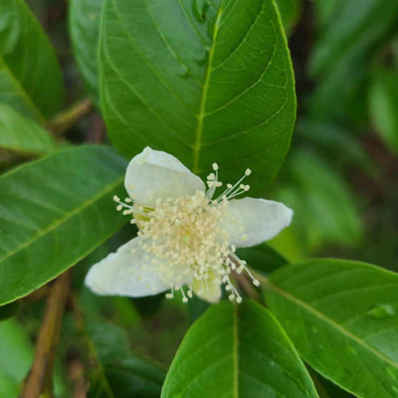 Plántula de guayaba pera - Envío garantizado PR y USA"