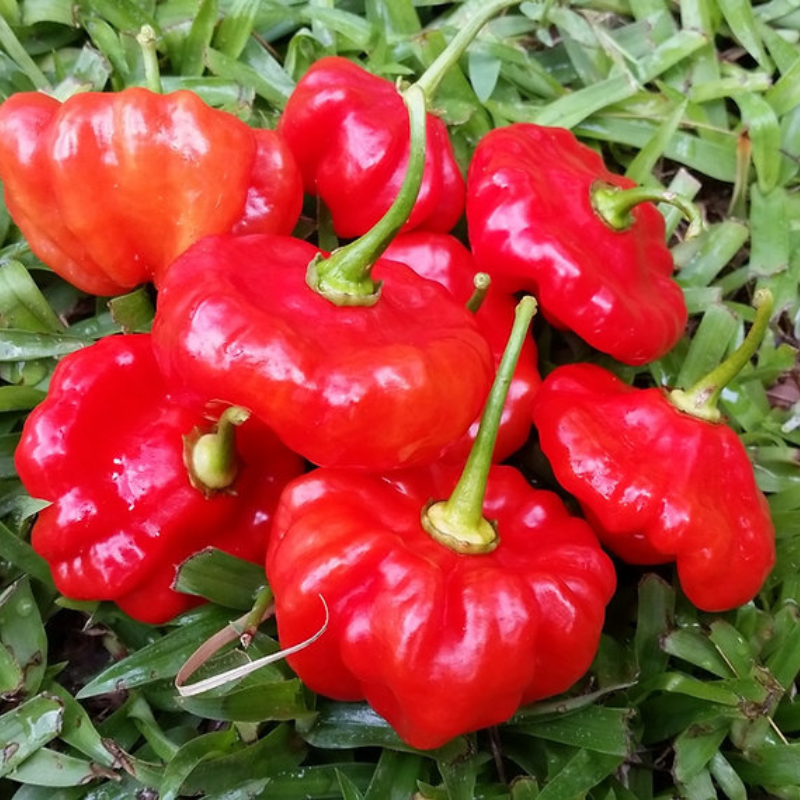 Semillas de ají dulce puertorriqueño - Frutos tradicionales 2.5-7.5 cm