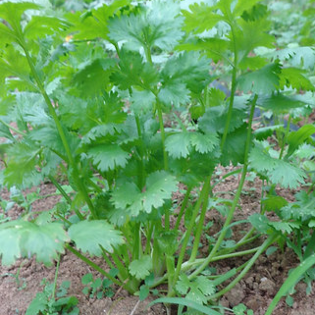 Semillas de cilantrillo (cilantro) - Hierba de rápido crecimiento