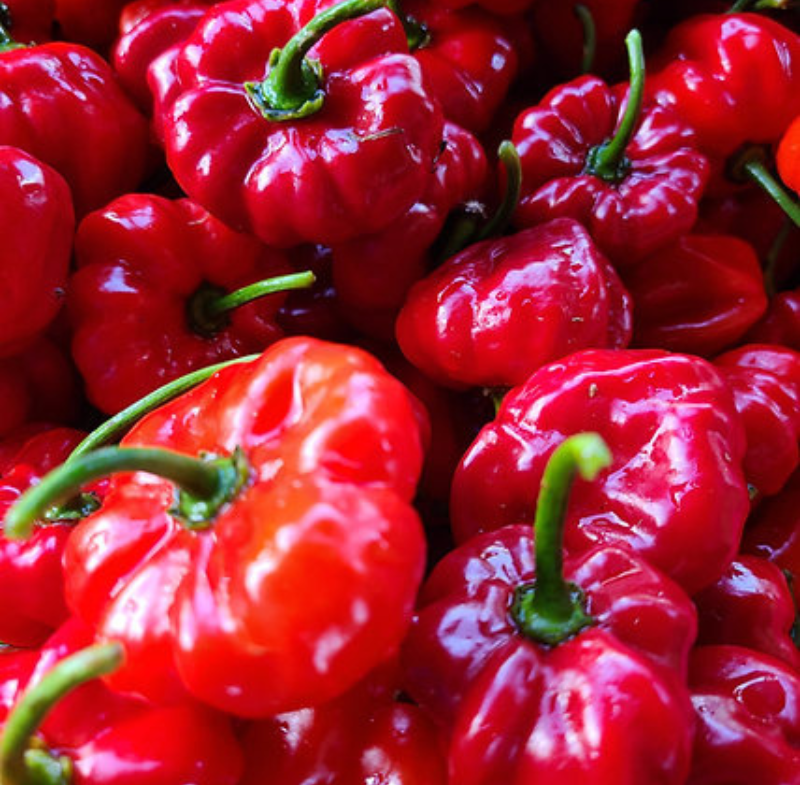 Planta de ají dulce con frutos maduros - Variedad puertorriqueña