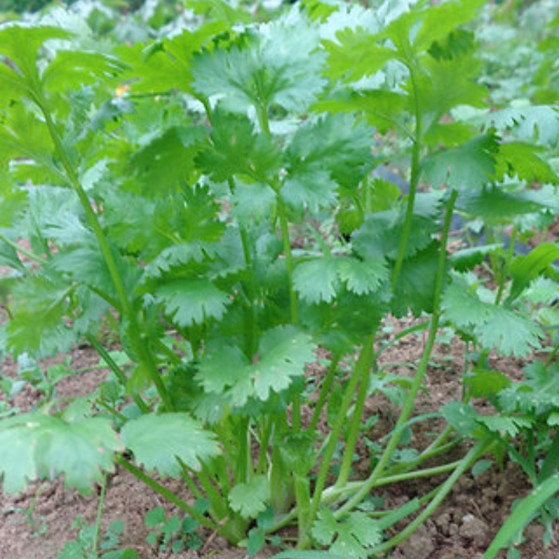 Combo Polinizadores + Autosemillas - Incluye Guía de Cultivo