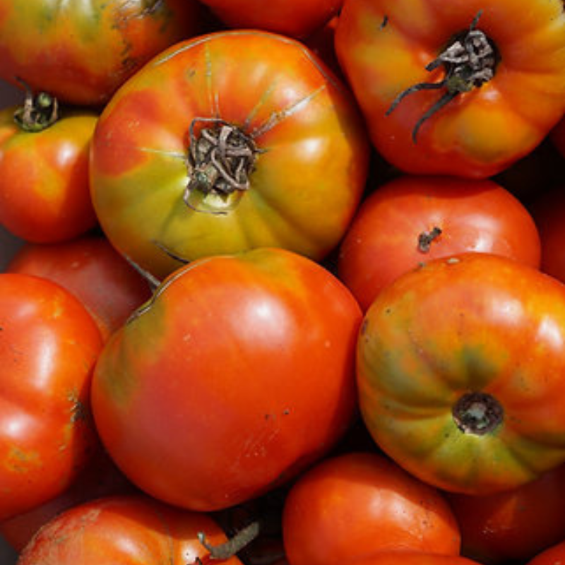 Semillas de tomate heirloom tropical - Variedad indeterminada