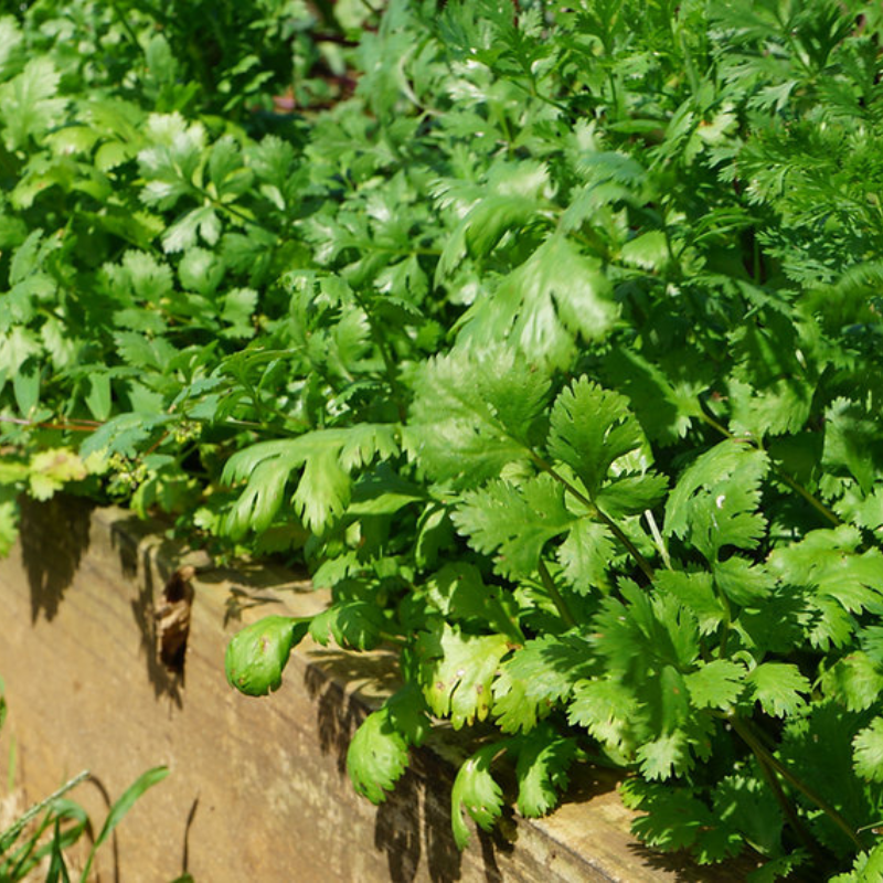 Planta de cilantrillo madura - Hojas y raíces comestibles