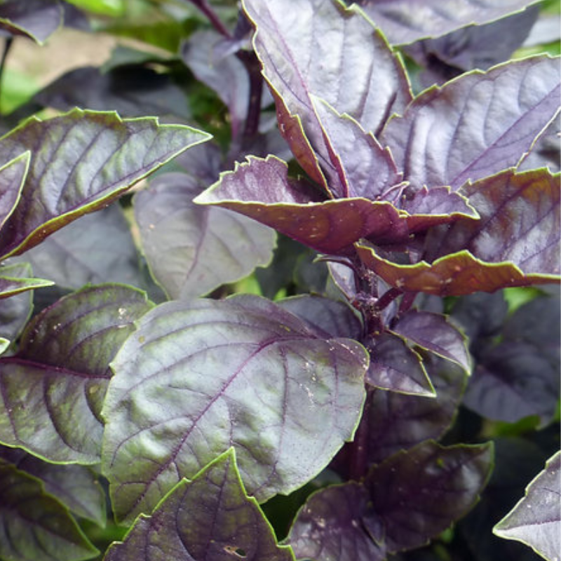 Semillas de albahaca morada - Hierba aromática decorativa