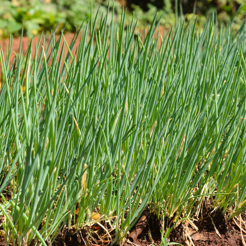 Cultivo de cebollín - Crecimiento rápido y productivo
