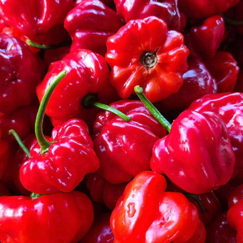 Ají dulce en preparación de guiso tradicional