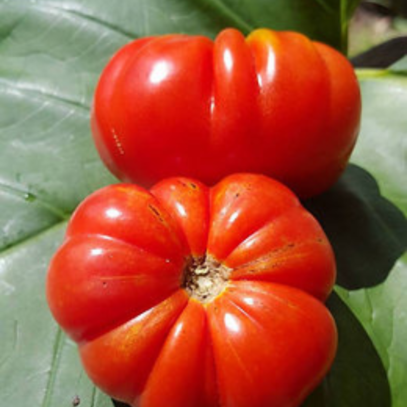 Planta de tomate - Cultivo orgánico certificado
