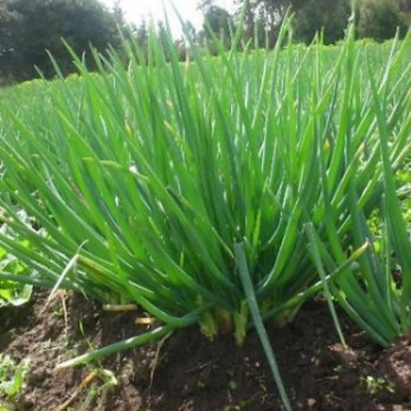 Planta de Cebollín - Hierba aromática para cocina