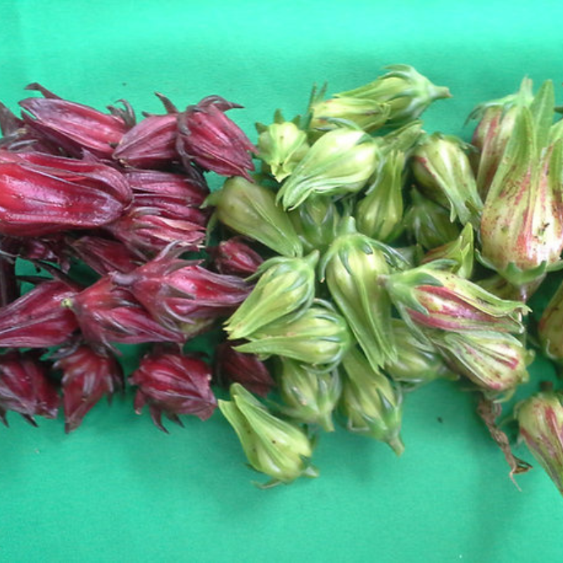 Semillas Flor de Jamaica - Para jugos y mermeladas caseras
