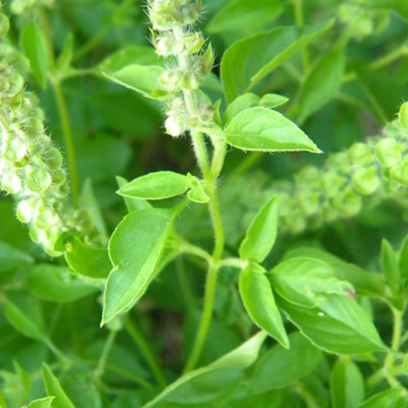 Combo Polinizadores + Autosemillas - Incluye Guía de Cultivo