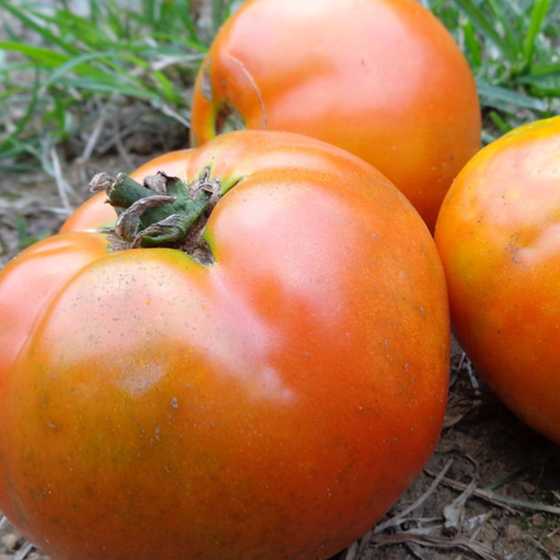 Cultivo de tomate heirloom con soporte estructural