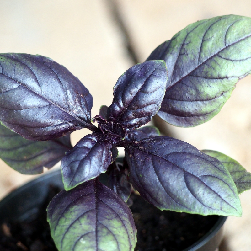 Cultivo hidropónico de albahaca morada - Solución moderna para huertos urbanos