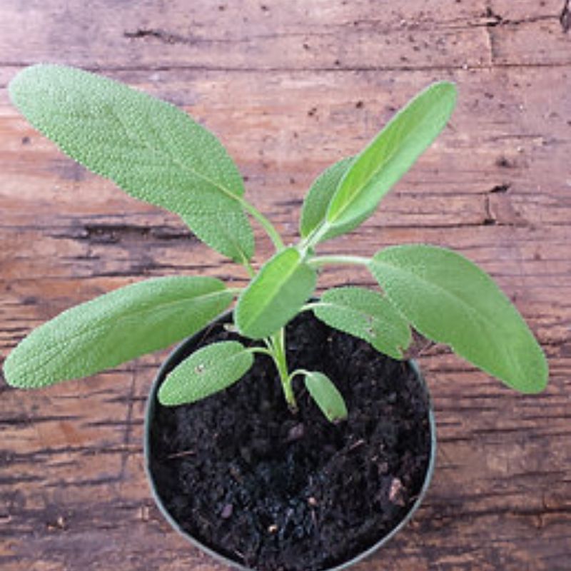 Semillas Salvia "Común"/ Sage