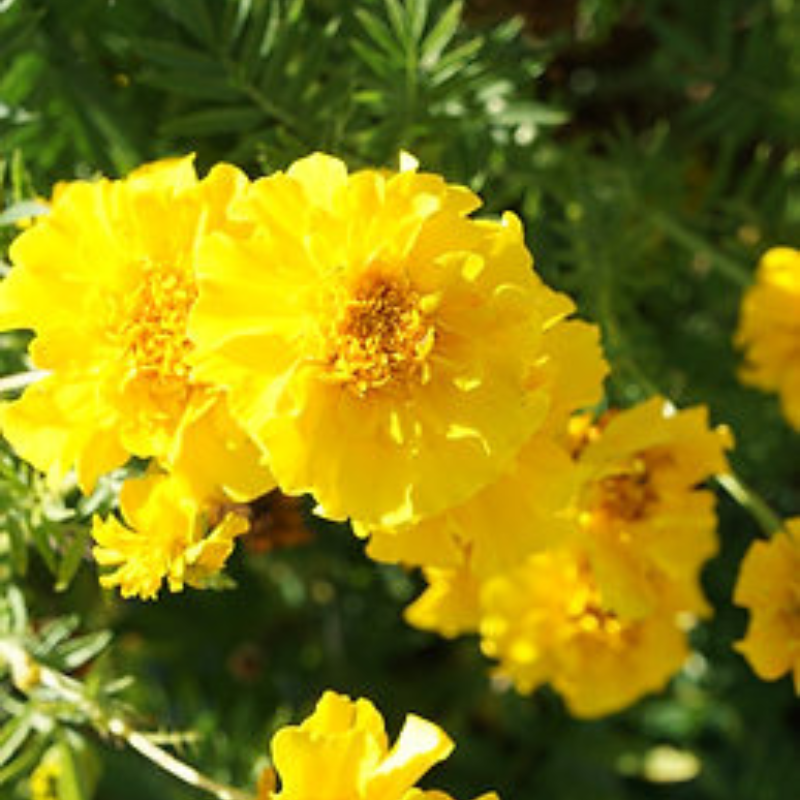 Semillas de Clavelillo Marigold - Repelente natural para huertos